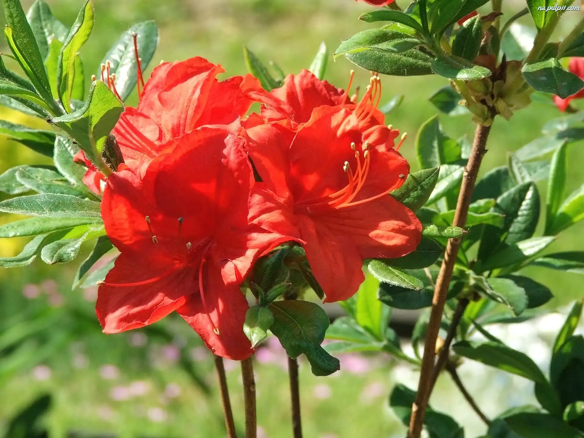 Azalia, Wielokwiatowa